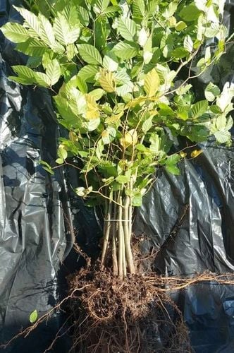 Buk pospolity sadzonki 100-150 cm  I SORT na Arena.pl