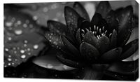 Obraz 100x60cm Lotos w Czerni