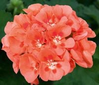 Pelargonia rabatowa BRZOSKWINIOWA Pelargonium Zonale Sunrise Mila sadzonki