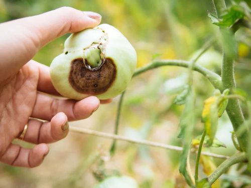 sum38 help plant wapń (ca) 20ml na Arena.pl
