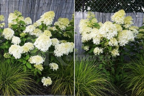 Podpora Obejma 10szt do Kwiatów Hortensji Ring Podpory Roślin Pędów Czarna na Arena.pl