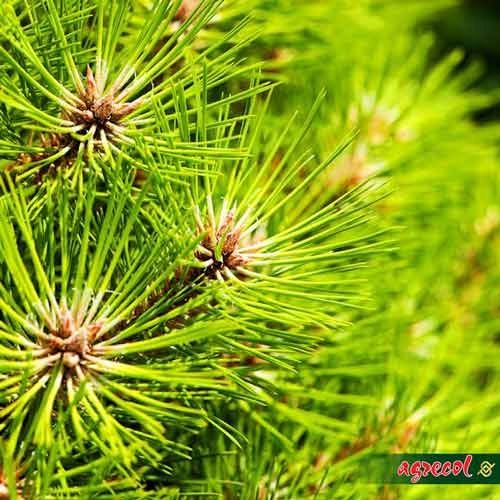 Nawóz do iglaków 1,2kg na Arena.pl