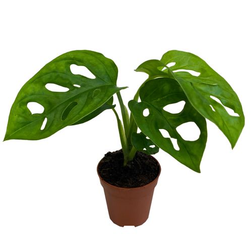 MONSTERA MONKEY MASK 15 cm na Arena.pl
