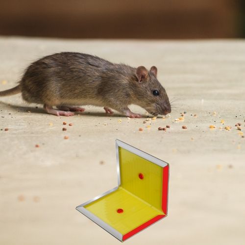 BROS LEP NA MYSZY SZCZURY GRYZONIE PUŁAPKA KLEJOWA WABIĄCA ZAPACHEM 12 na Arena.pl