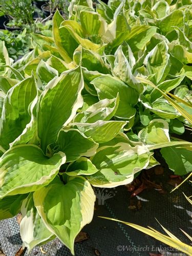 Funkia Curly Fries Hosta sadzonka na Arena.pl