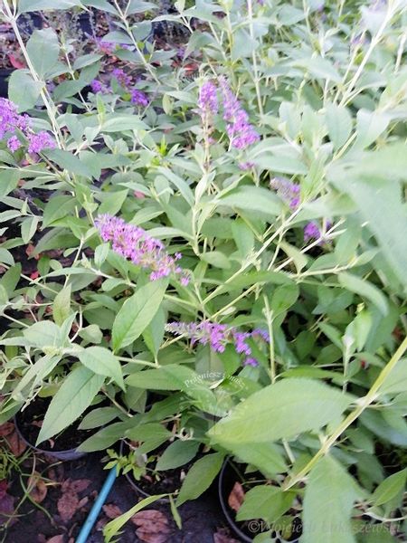 Budleja Dawida Nanho Blue krzew motyli zdjęcie 1