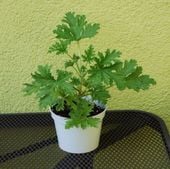 GERANIUM - ANGINKA