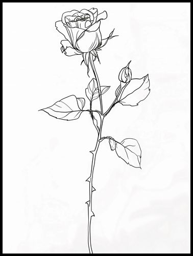 Plakat 75x100cm Kontur Róży na Arena.pl