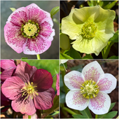 Helleborus Ciemiernik W DONICZCE P9 Dobrze ukorzeniony Mix Kolorów z Nasion