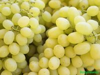 Winorośl 'Perła Zali' (Vitis) w doniczkach P9, wysokość 40-60 cm