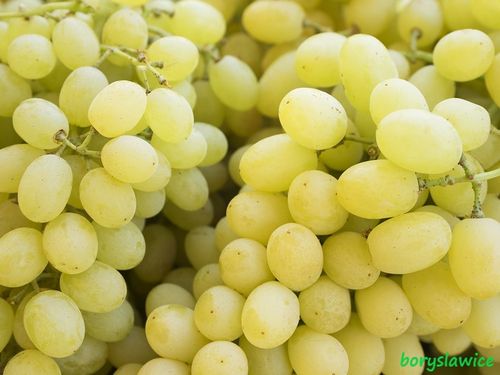 Winorośl 'Perła Zali' (Vitis) w doniczkach P11, wysokość 70-100 cm na Arena.pl