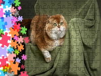 Puzzle tradycyjne Zwierzęta - Kot