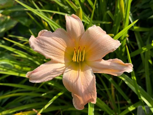 Liliowiec 'Winsome Lady' Jasnoróżowy Delikatny (Hemerocallis) Doniczka 2.0L na Arena.pl