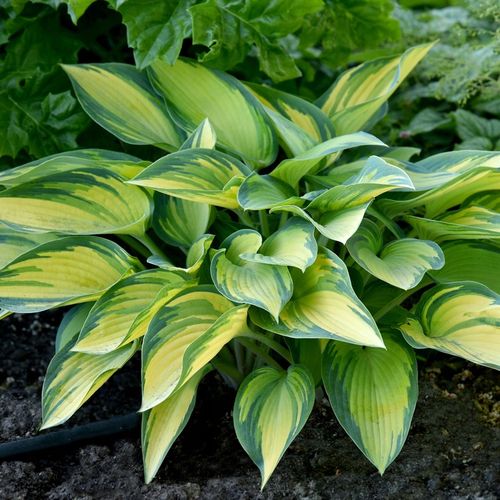 Funkia Hosta JUNE Średnia M Żółto-niebieska Na cieniste rabaty Sadzonki 1L na Arena.pl