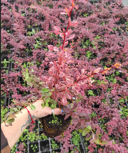 Berberys Thunberga SILVER BEAUTY 10-30cm Srebrna Elegancja do Ogrodu na Arena.pl