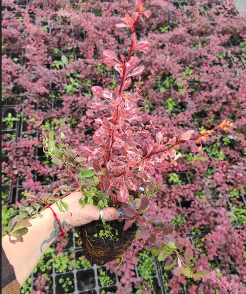 Berberys Thunberga SILVER BEAUTY 10-30cm Srebrna Elegancja do Ogrodu zdjęcie 4