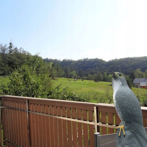 DUŻY ODSTRASZACZ PTAKÓW GOŁEBI SZPAKÓW SOKÓŁ na skale EFEKT BŁYSZCZĄCE na Arena.pl