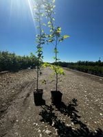 Grab pospolity sadzonka w doniczce 2L 50-80 cm | Żywopłot |Carpinus betulus
