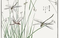 Plakat 86,4x56,8cm Ważki Morimoto Toko Japoński Vintage do Salonu