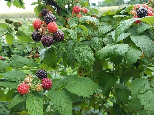 Malina czarna (Rubus occidentalis) Bristol C2 E na Arena.pl