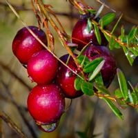 Żurawina wielkoowocowa HOWES Późna odmiana Gęsta Sadzonki w doniczkach 1L