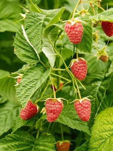 Malina właściwa (Rubus idaeus) Polana C2 E na Arena.pl