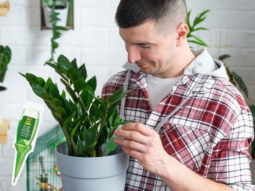 Nawóz Odżywka do Roślin Domowych 10x30ml Aplikator Compo na Arena.pl