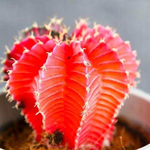 KOLOROWY KAKTUS Gymnocalycium mihanovichii Variegata NA KAŻDĄ OKAZJĘ na Arena.pl