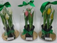 kwiat w doniczce 24cm tulipan dla cudownej kobiety