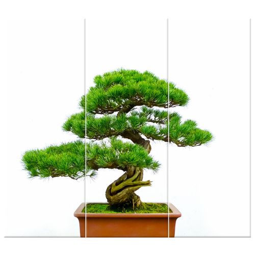 Fotoobraz 90X80 Bonsai na Arena.pl