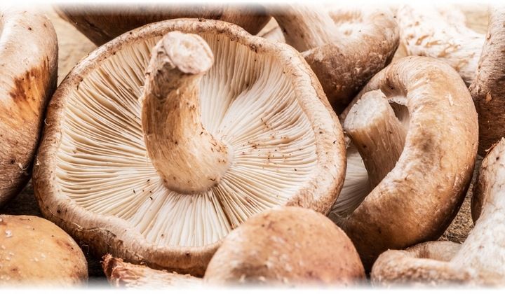 Suplement diety Aliness Grzyb witalny Shiitake kapsułki 90 sztuk zdjęcie 2