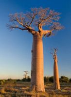 BAOBAB AFRYKAŃSKI Adansonia - sadzonki w doniczkach