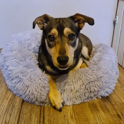 Legowisko Włochate Dla Psa Szare 22759 na Arena.pl