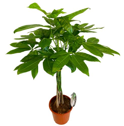 PACHIRA WODNA 85 cm na Arena.pl