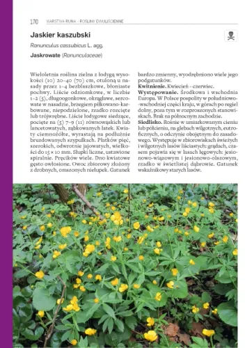 Rośliny leśne na Arena.pl