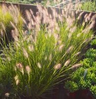 Rozplenica japońska GELBSTIEL Pennisetum Piórkówka Sadzonki w doniczkach