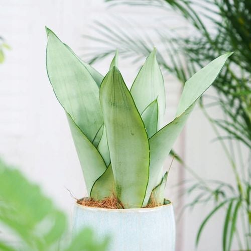 Sansevieria'Moonshine' KSIĘŻYCOWA PIĘKNOŚĆ -Sansewieria Wytrzymały Sukulent na Arena.pl