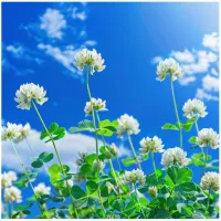 KONICZYNA BIAŁA Nasiona Popłon Kwiaty Kwalifikowana C1 Wieloletnia 1kg