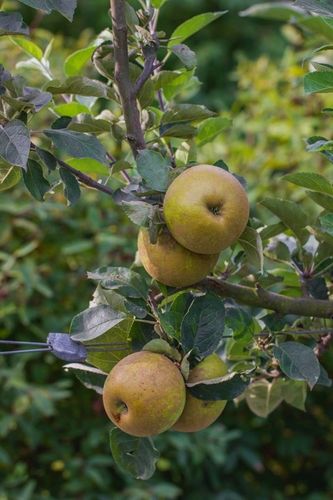 Jabłoń SZARA RENETA stara odmiana WYŚMIENITA na szarlotkę i przetwory na Arena.pl