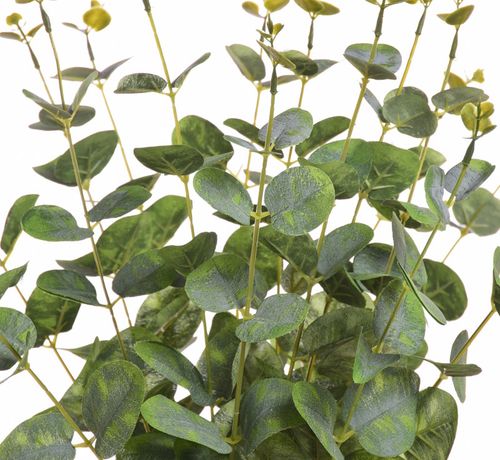 Eukaliptus bukiet powder green na Arena.pl