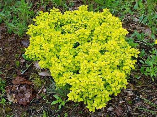 Berberys Thunberga Tiny Gold ® 3-letnia C2 na Arena.pl