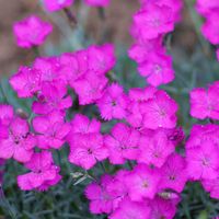 Goździk siny Różowy (Dianthus gratianopolitanus) Doniczka 0.5L