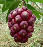 KADSURA COCCINEA Kadsura coccinea - NASIONA 500 sztuk - 100g.