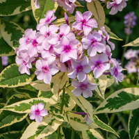 Floks wiechowaty 'Nora Leigh' Pstre Liście (Phlox paniculata) Doniczka