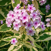 Floks wiechowaty 'Nora Leigh' Pstre Liście (Phlox paniculata) Doniczka