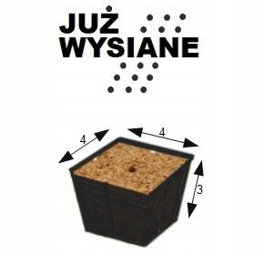 ZESTAW do uprawy na PREZENT Koleusy Pokrzywki "JUŻ WYSIANE" nasiona na Arena.pl