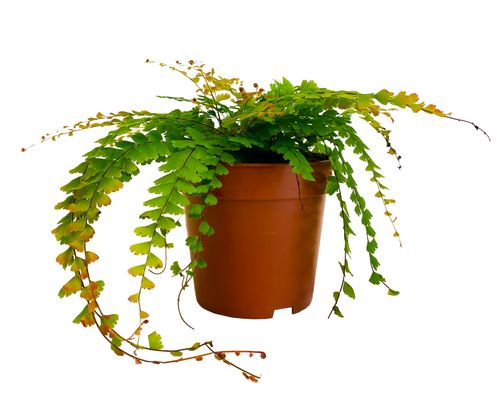 PAPROĆ ADIANTUM CAUDATUM 20cm na Arena.pl