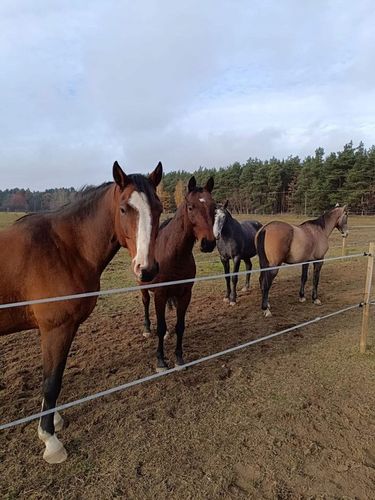 Nawóz ekologiczny koński obornik BEZ SŁOMY świeży do sadu ogrodu 50L na Arena.pl