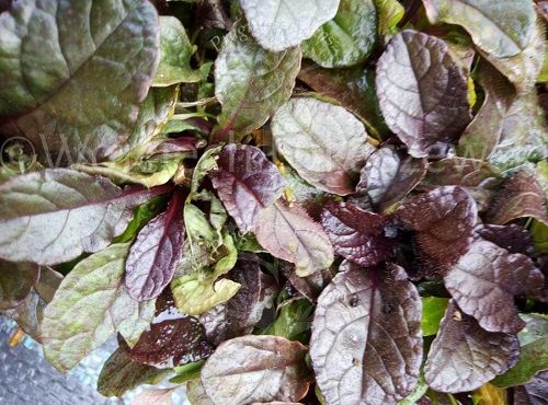 Dąbrówka rozłogowa rabata bylina sadzonka na Arena.pl