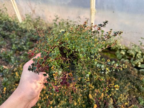 Macierzanka cytrynowa 'Sambesi' (Thymus x citriodorus) na Arena.pl